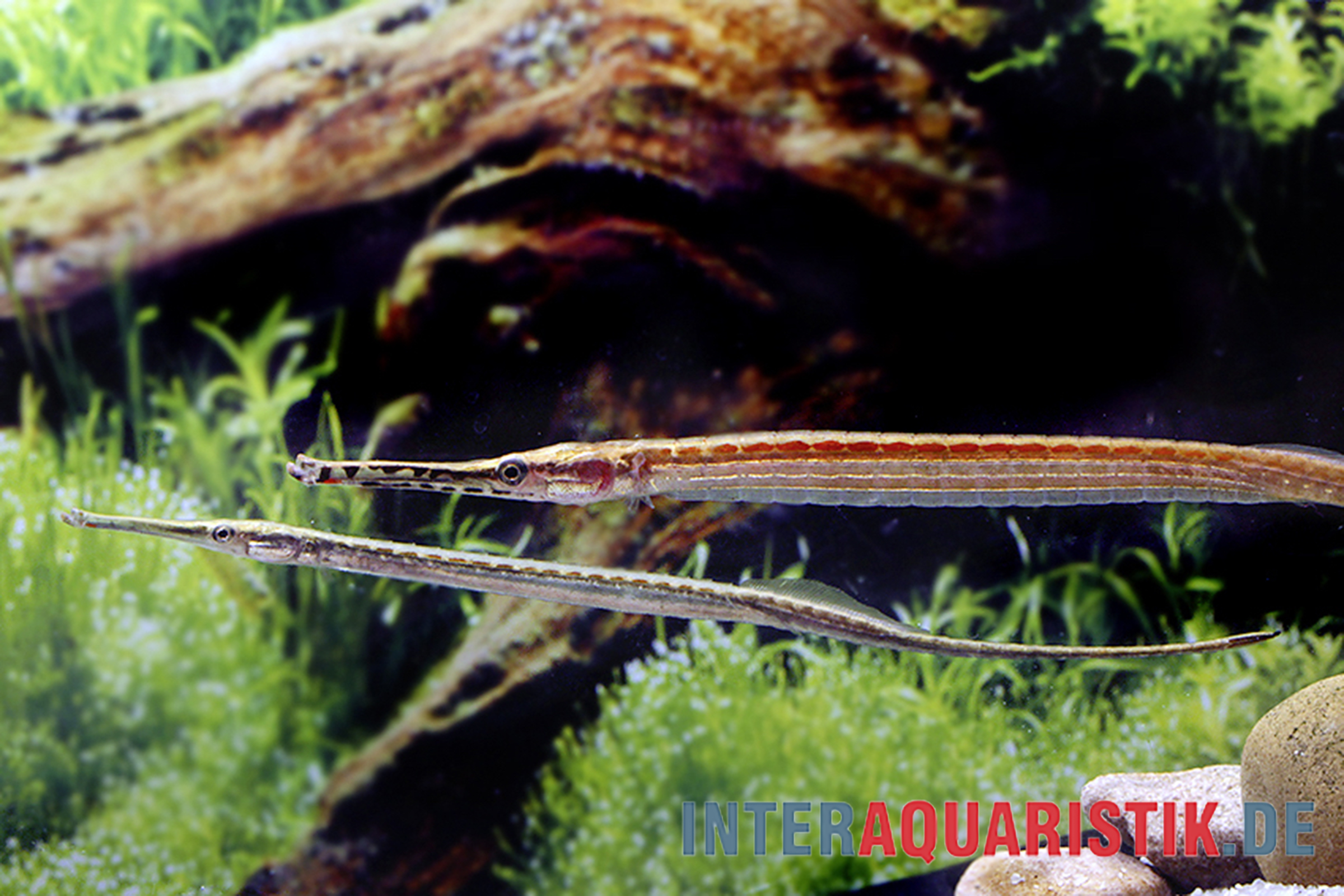 Zwei lange Nadelfische im bepflanzten Aquarium